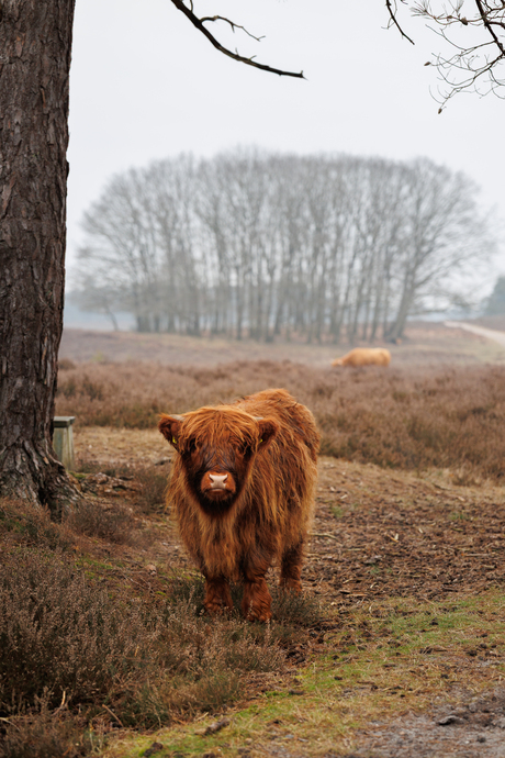 Wezepsche hooglander 