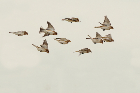 het dik voor elkaar hebben