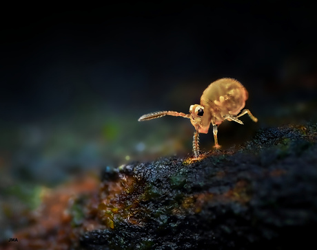 Springstaart met 2 mini zaklampjes