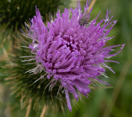 Mooie bloem met vlieg