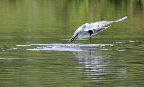 Waterballet