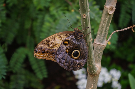 Blue Morpho of uilvlinder