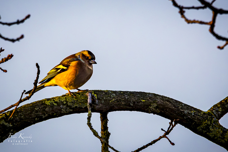 De vink (Fringilla coelebs)