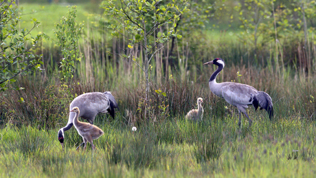 Kraanvogels met jongen