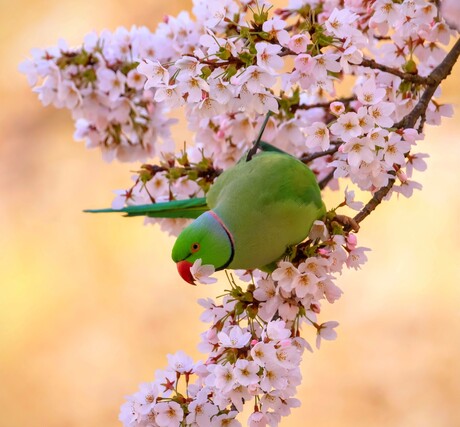 Halsbandparkiet 💚🦜