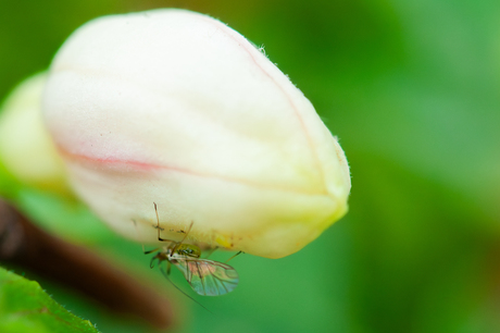 vlieg op bloemknop