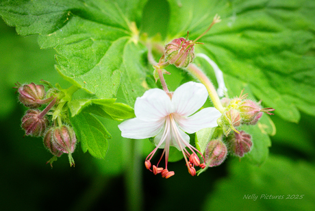 Zo gewoontjes, tuingeranium, zo fijntjes.