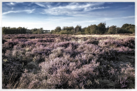 Schouwse heide