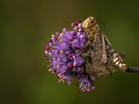 Springhaantje aan bloem