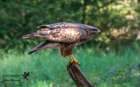 De buizerd.