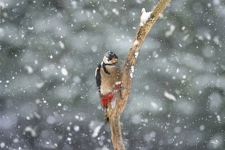 Brr, frisjes buiten.