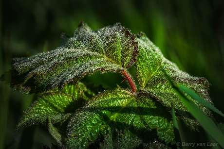 verstilde schoonheid...