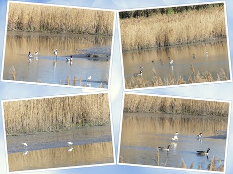 Collage  LENTE   Wollebrand  Waterberging tevens  Watervogel plassen   19 mrt 2026  