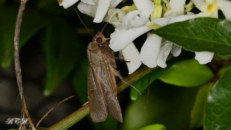 volgeling Noctua comes