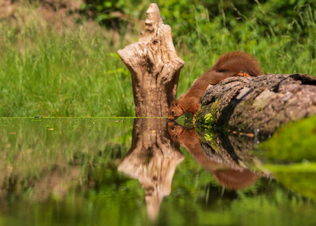 Rustmomentje voor een eekhoorn