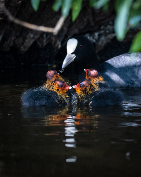 Meerkoet familie