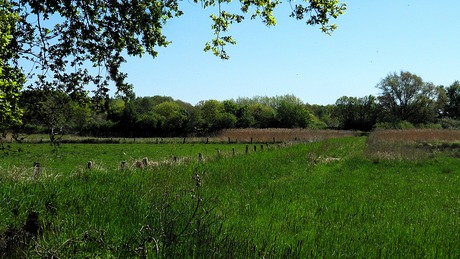 Nestplaats