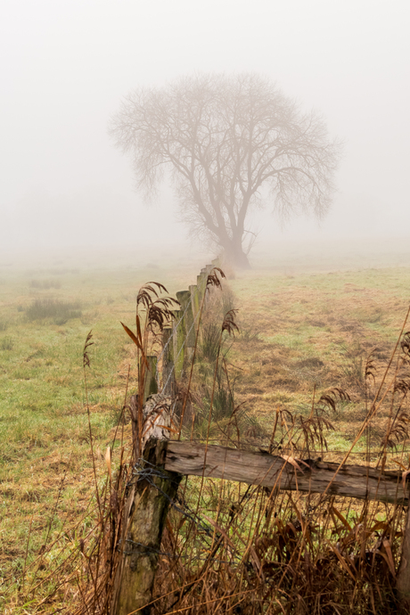 Misty morning