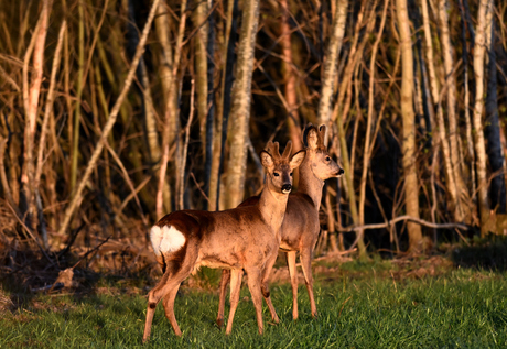 Hertjes bij het bos