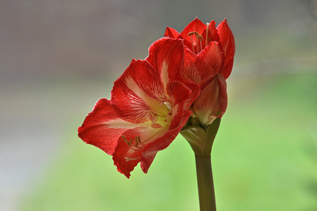 Uit z'n bol, uit haar bol