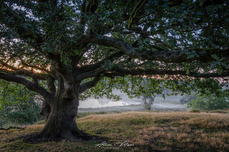 Tree magic