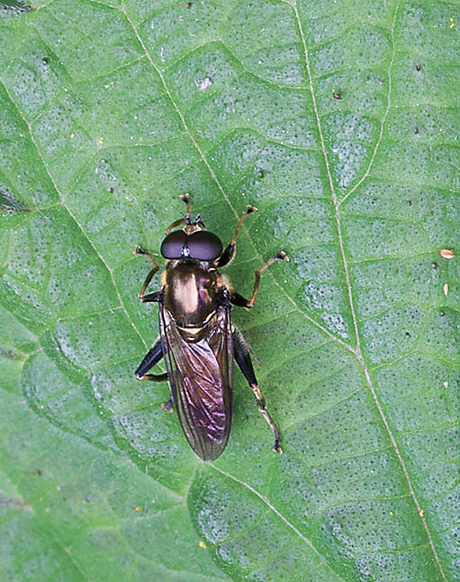 Gewone rode bladloper.