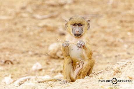 Gele bavianenjong in Amboseli NP