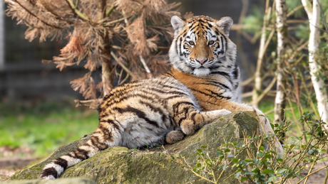 The eye of the tiger