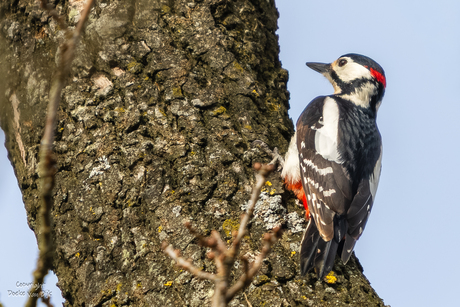 Grote bonte specht