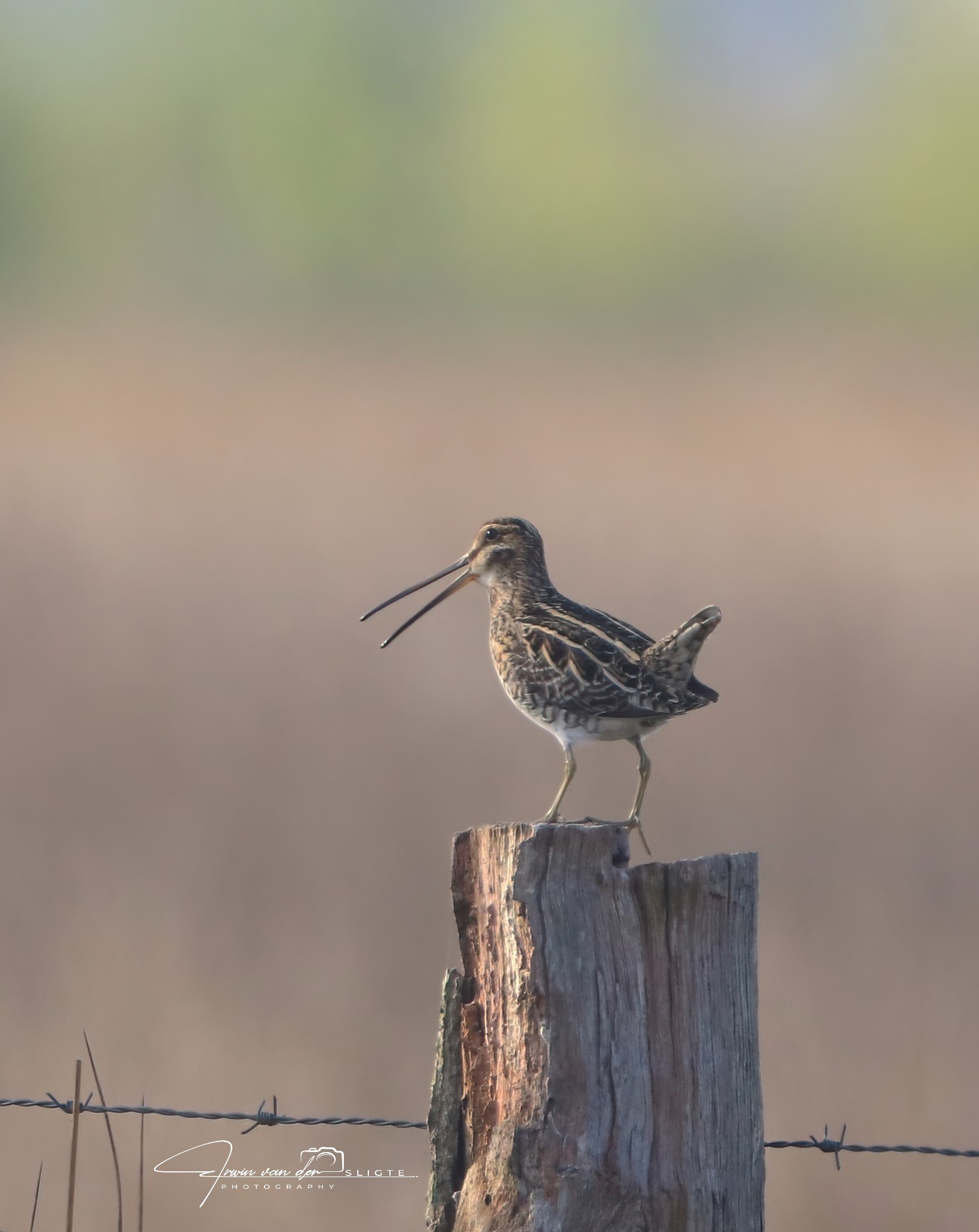 Watersnip op paal 2 - watersnip op paal - foto door esligte op 06-05-2025 - locatie: Overijssel, Nederland - deze foto bevat: vogel, gewerveld, bek, vleugel, wilde dieren, watersnip, dowitchers, landdier, grijs, strandloper