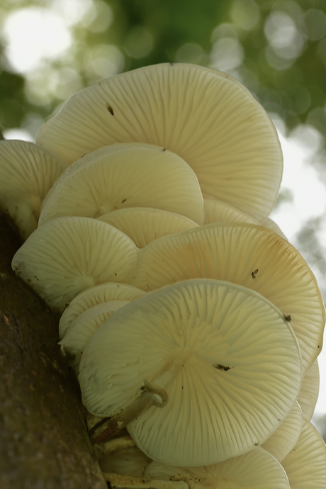 Paddenstoelen    