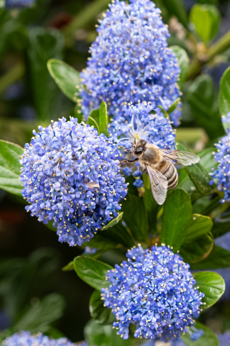 Californische sering met bij 1