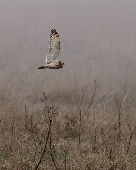 Mistige zondagochtend langs Wad kwelders