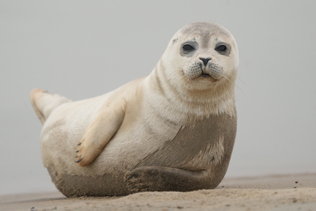 Chillend zeehondje