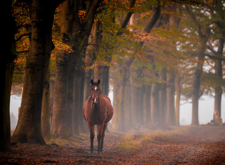 wild paard in een herfstlaan