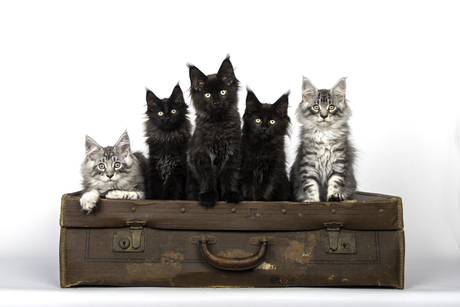 5 maine coon kittens op een rijtje