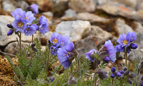 Bloeiend nabij de noordpool