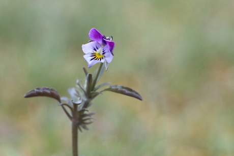 viola tricolore