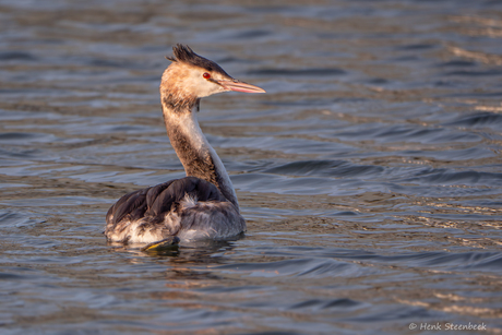 Fuut in namiddag licht