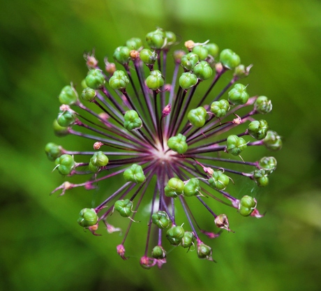 Sensation mauve.