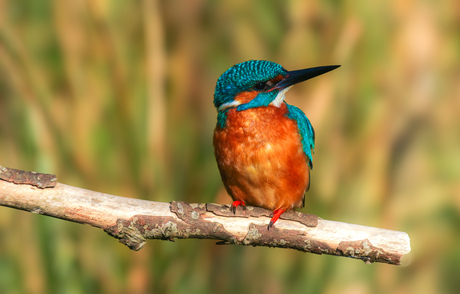 Mannetjes ijsvogel