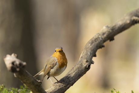 Roodborst in de zon