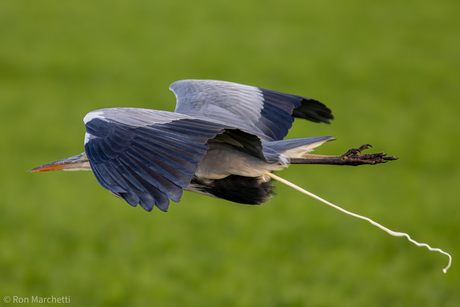 Oeps ,reiger verliest iets....