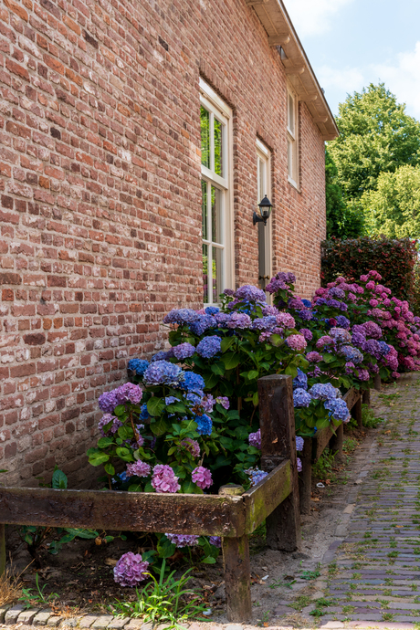 Bloemenpracht.