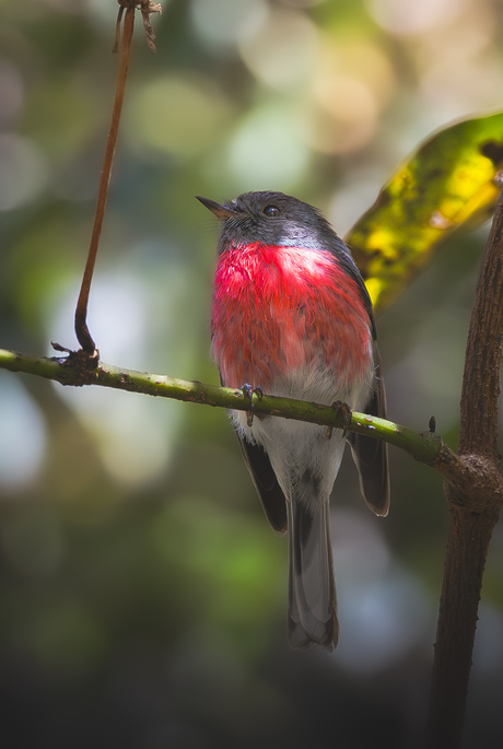 Grijs-Roze Vliegenvanger 