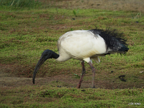 heilige ibis