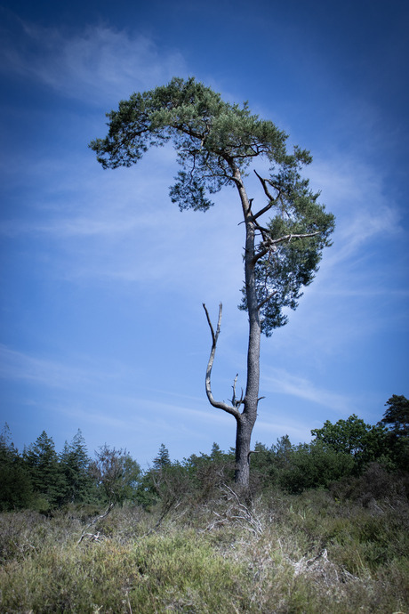 Laughing Tree