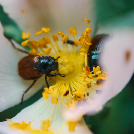 Johannes kever in zijn bloem