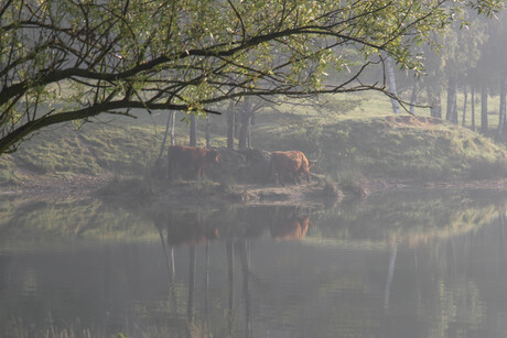 ochtend mist