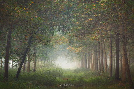 kinderen van het bos